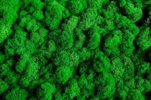 reindeer moss nutrition